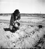 Potatissättning.
Våren 1940