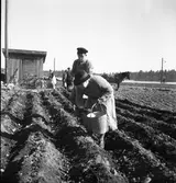 Potatissättning.
Våren 1940