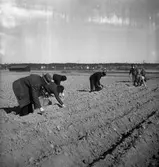Potatissättning.
Våren 1940