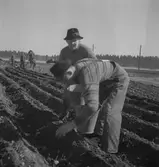 Potatissättning.
Våren 1940