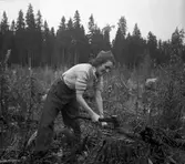 Konsums spillvedsinsamling. 1942