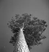 Tallen vid stormuren med skog o jägmästare Axel Jonsson. 1942