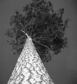 Tallen vid stormuren med skog o jägmästare Axel Jonsson. 1942