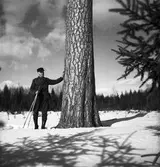 Tallen vid stormuren med skog o jägmästare Axel Jonsson. 1942