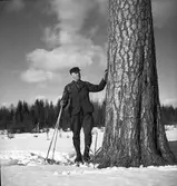 Tallen vid stormuren med skog o jägmästare Axel Jonsson. 1942
