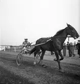 Travhästen May Red.