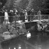 Kronprinsen i Furuvik. 1946