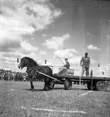 Lantbruksmötet. 1946