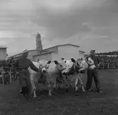 Lantbruksmötet. 1946