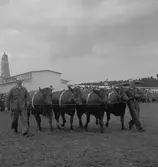 Lantbruksmötet. 1946