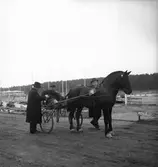 Gefletravets 3 - årslopp.  1/5 1946

Segrare: Anton med Östen Johansson i i sulkyn.
