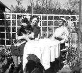 Koloniträdgården. 1947

