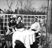 Koloniträdgården. 1947

