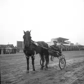 Jubileumsloppet, travet 27/4 1946.

Segrare nummer. 9 