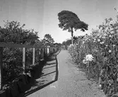 Koloniträdgården. 1943