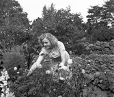 Koloniträdgården. 1943