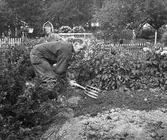 Koloniträdgården. 1943