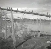 Fiskeredskap vid strandkanten vid Björnö.