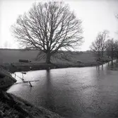 En ek vid gamla kyrkbron i Halltorps socken.