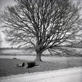 En ek vid gamla kyrkbron i Halltorps socken.