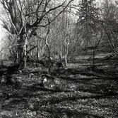 Landskapsbild ifrån Lilla Fighult.