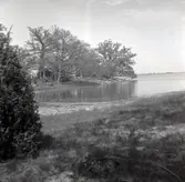 Ekar och en enbuske på Storön i Värnanäs.