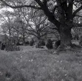 Ekar på Storön i Värnanäs.