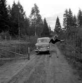 Älg i Hällefors.
Juni 1956.