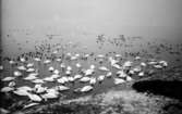 Sjöfåglar. Svanor med massor av andra fåglar vid stranden, vackert fotografi.