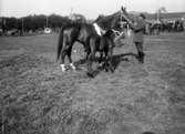 Lantbruksmöte 1931. Visning av hästar medmera. nummer 4 hästar, häst plus föl.