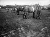 Lantbruksmöte 1931. Visning av hästar medmera. Hästar från ringen.