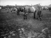 Lantbruksmöte 1931. Visning av hästar medmera. Hästar från ringen.