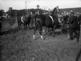 Lantbruksmöte 1931. Visning av hästar medmera. Hästar Möllerup.