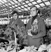 Arbrå,
Br Netsman,
December 1971