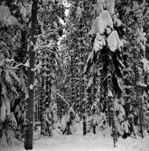 Snö på skogen,
24 December 1965