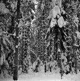 Snö på skogen,
24 December 1965