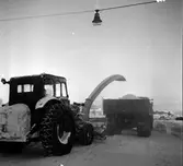 Snöslunga,
21 December 1965