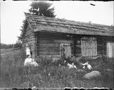 Man, kvinnor och flickor i gräset vid timmerladan, Östhammar, Uppland