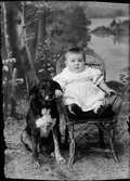 Ateljéporträtt - spädbarn och hund, Östhammar, Uppland 1919