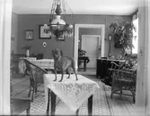 Hund på bord (Cerberus?)