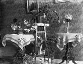 Krukväxter och blommor