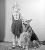 Flickan, Birgitta Petter (Åslin), med schäferhund, april 1939