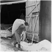 Sundals Ryr, Nyhemmet Bön. Tröskning.