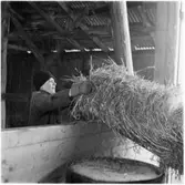 Sundals Ryr, Nyhemmet Bön. Tröskning.