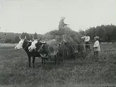 Höbärgning. Två dragdjur är spända för hölasset och hålls av en pojke. En kvinna trampar höet på kärran och en man hivar upp mer.