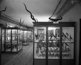 Vänersborgs museum. Afrikanska fågelsalen.