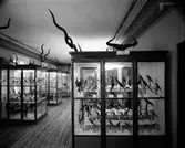 Vänersborgs museum. Afrikanska fågelsalen.