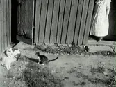 Katter på en gård. I dörröppningen står en kvinna.