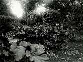 En man står bakom en låg buske i en frodig trädgård; i förgrunden rabarber.