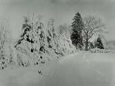 Snöbild på landsväg kantad av granar på ena sidan och höga träd i fonden.